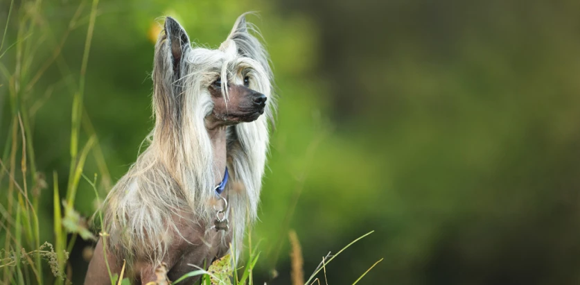 Chinese Crested side view