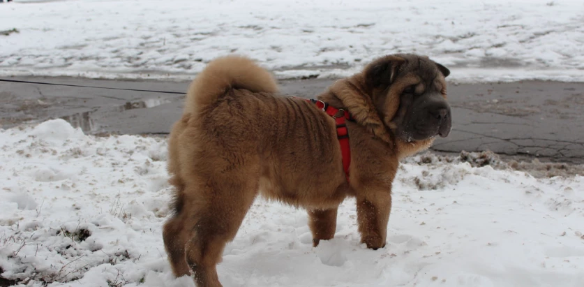 Chinese Shar-Pei in snow