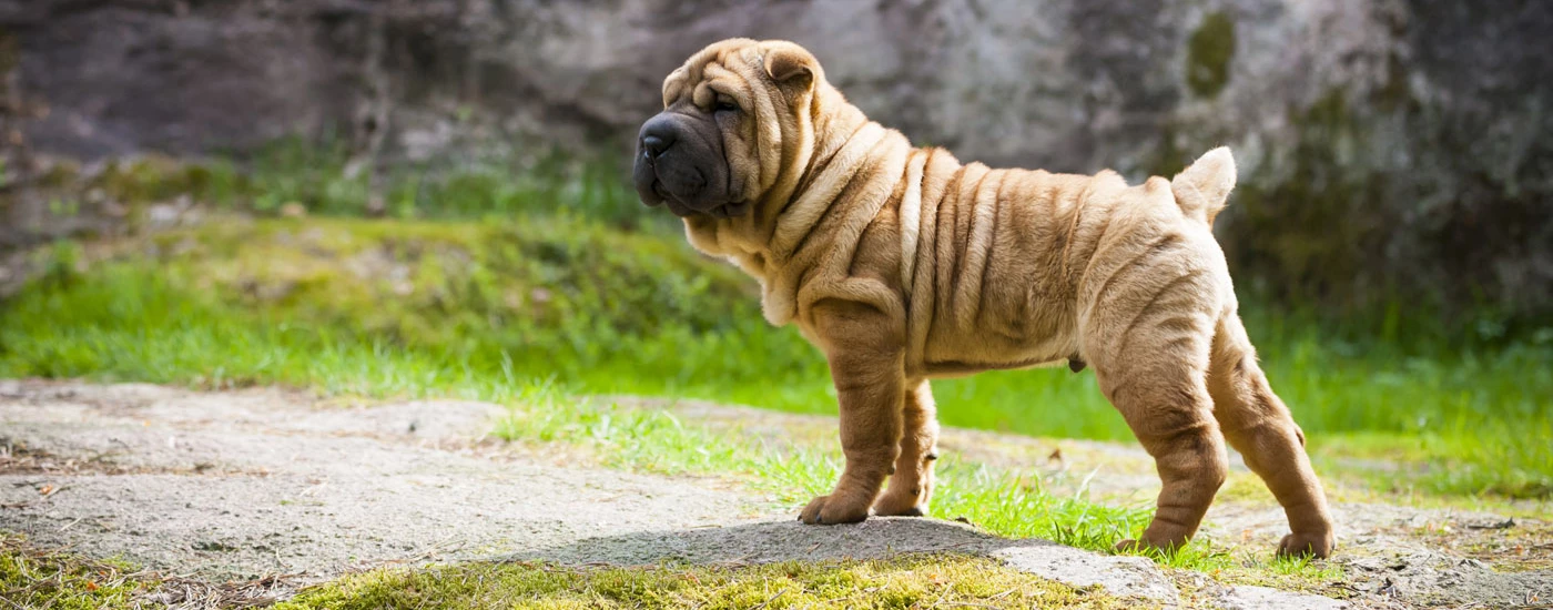 Chinese Shar-Pei standing outside