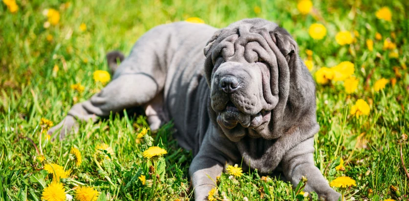 Chinese Shar-Pei laying in a flower field