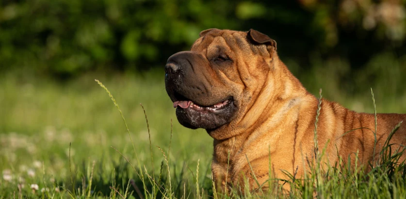 Chinese Shar-Pei side view