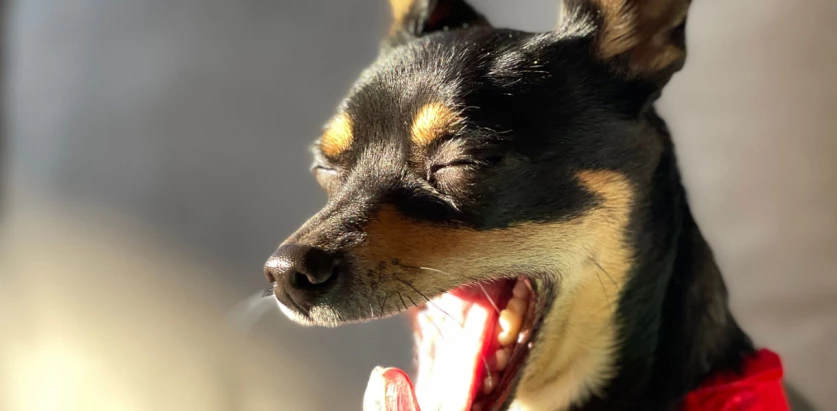 Chipin yawning