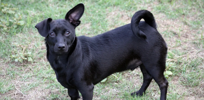 Chiweenie black colored standing