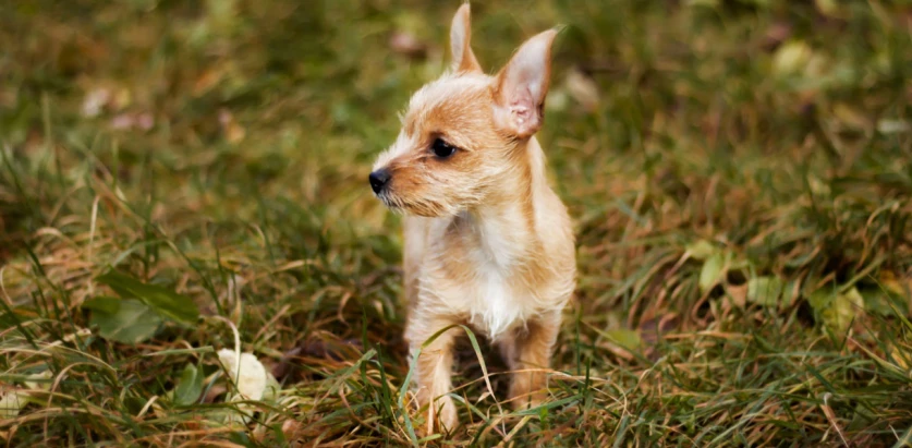 Chorkie pup in a field