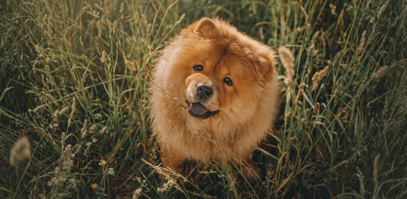 Chow Chow looking up at the camera