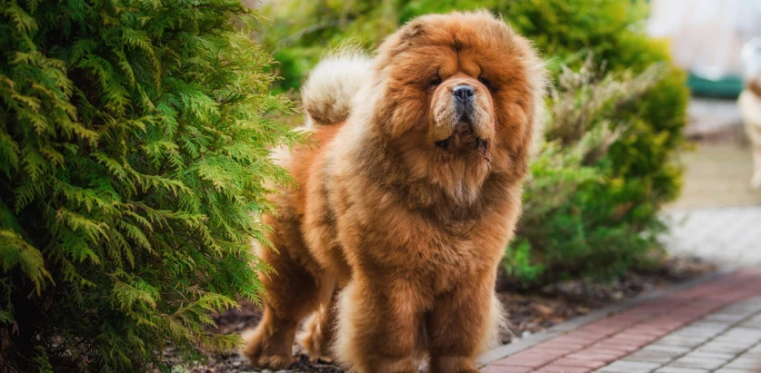 Chow Chow standing near bushes