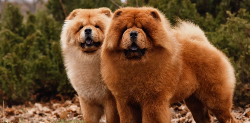 Chow Chow dogs standing together