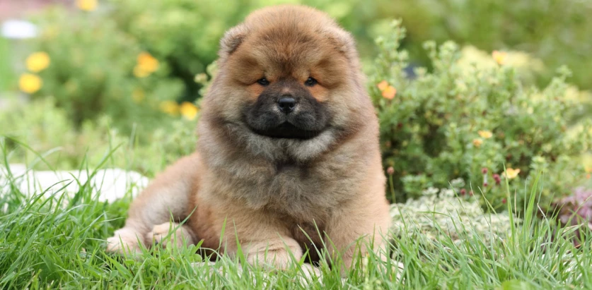 Chow Chow pup sitting in a garden
