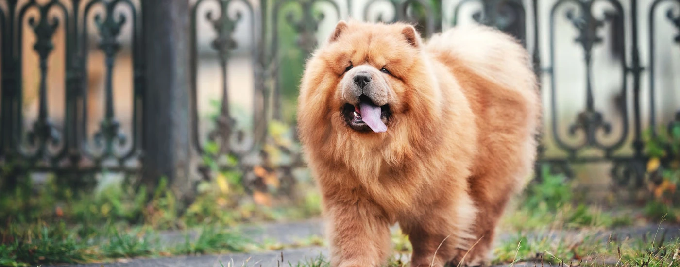 Chow Chow walking outside