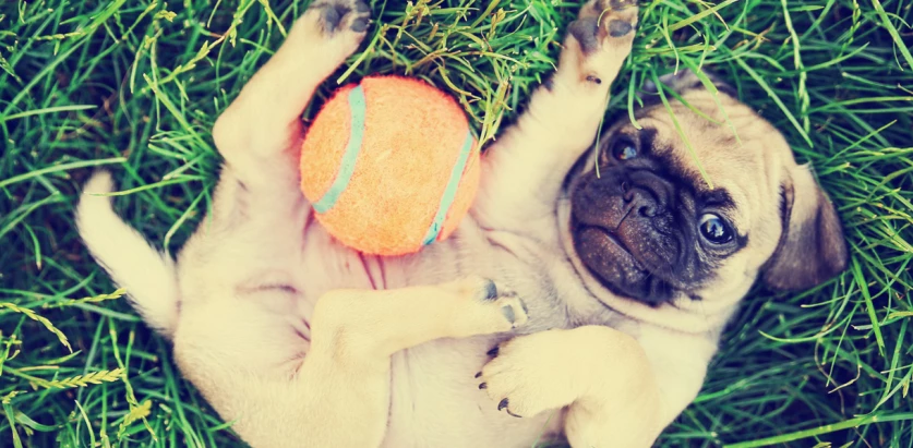Chug pup with ball