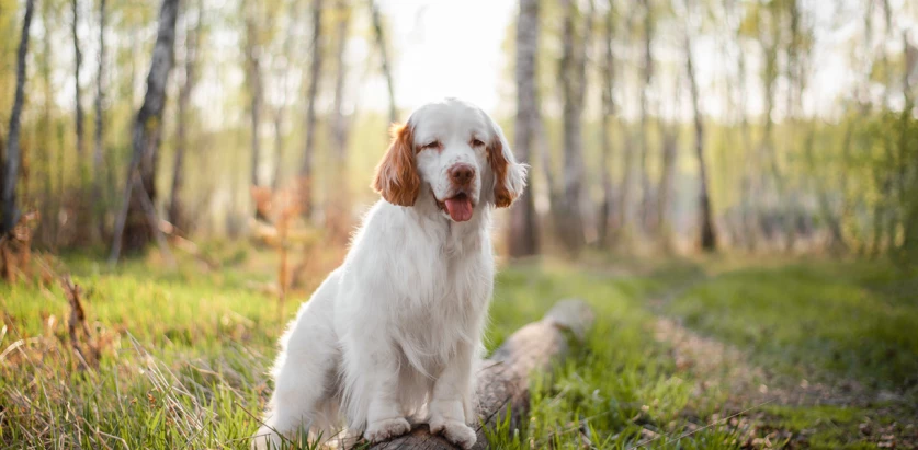Clumber Spaniel standing on a log