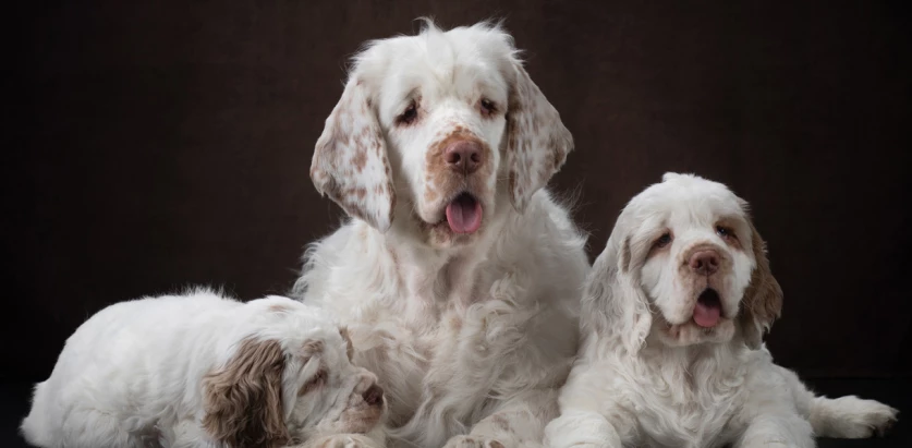 Clumber Spaniel dogs black background