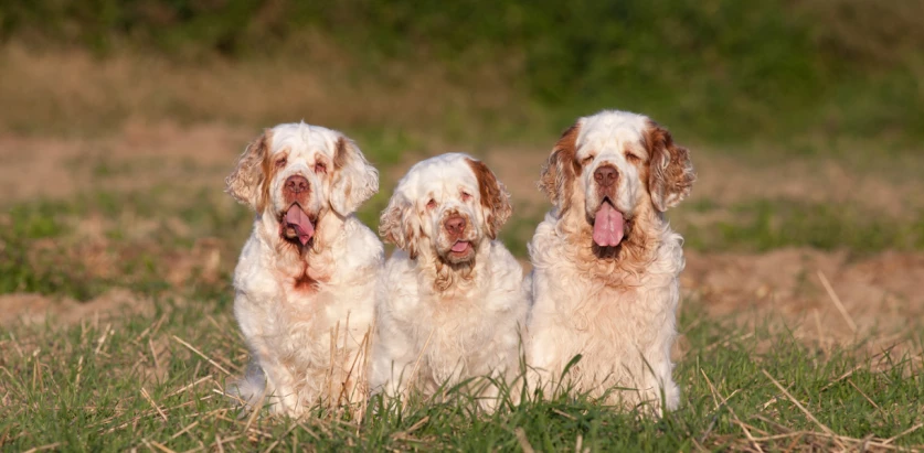 Clumber Spaniel dogs sitting together