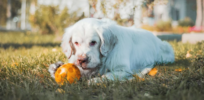Clumber Spaniel playing with a ball