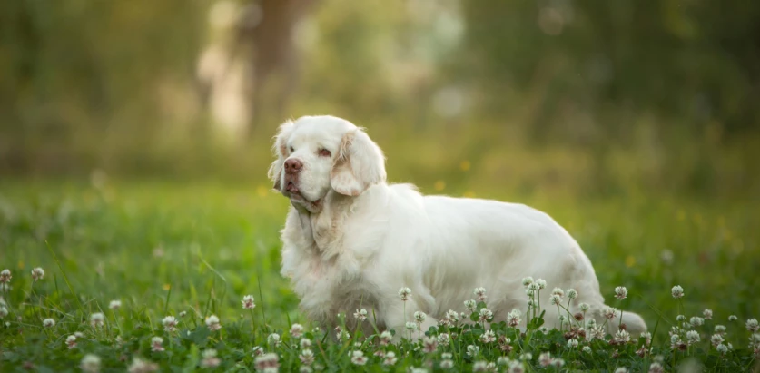 Clumber Spaniel standing surrounded by flowers
