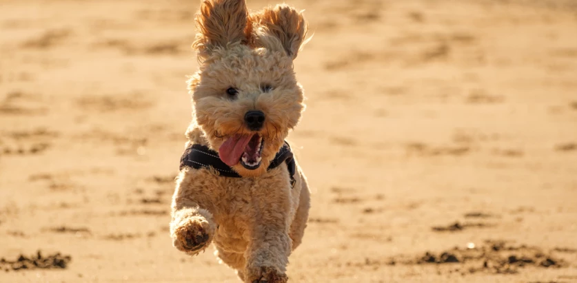 Cockapoo running in the sand