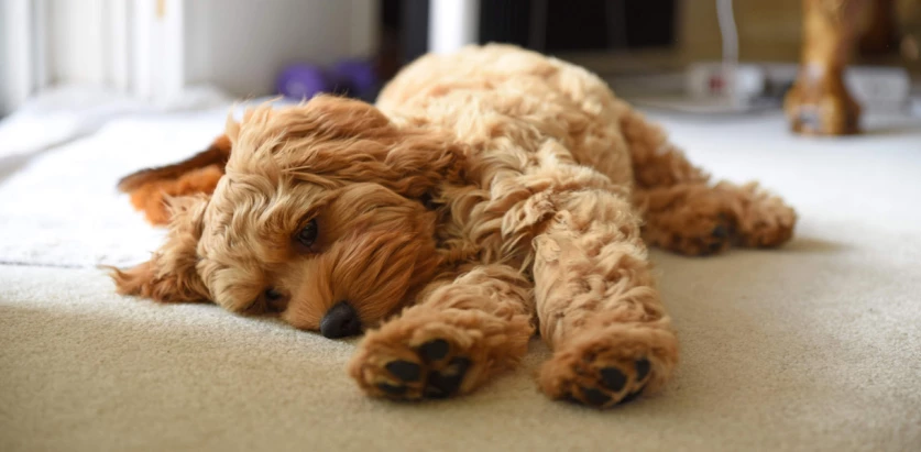 Cockapoo laying down on the floor