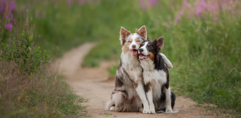 Collie dogs hugging