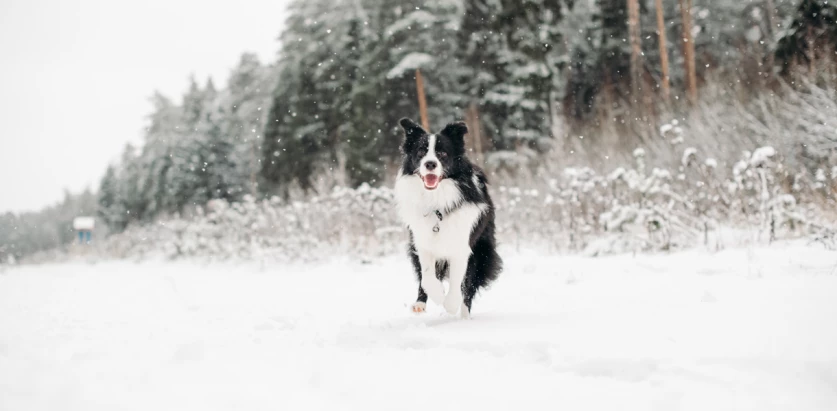 Collie in snow