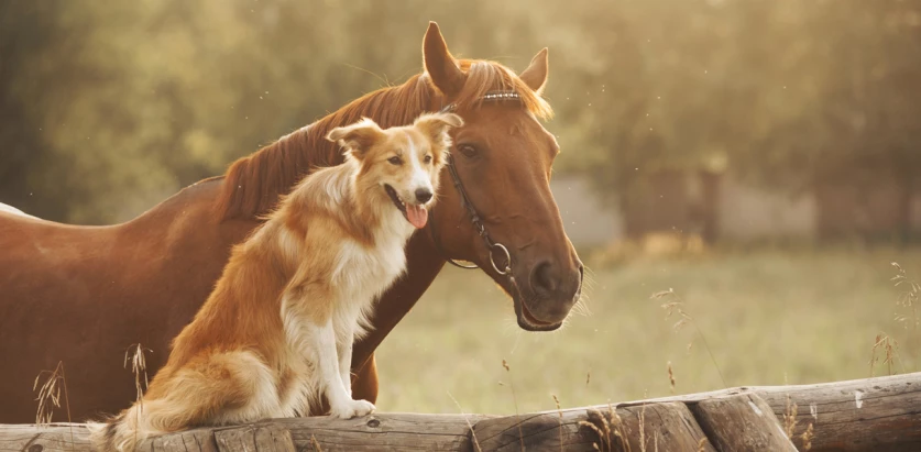 Collie sitting with horse
