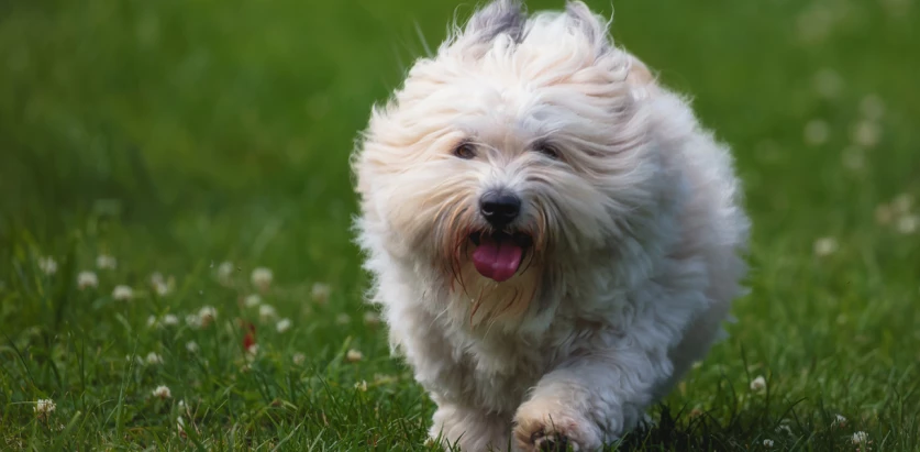 Coton De Tulear running front view