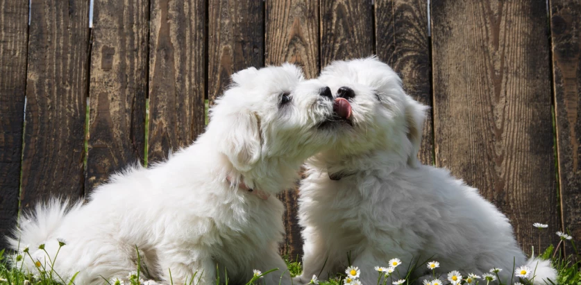 Coton De Tulear dogs licking