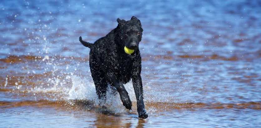 Curly Coated Retriever running in water