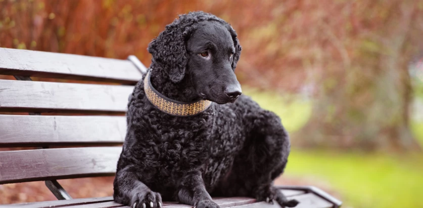 Curly Coated Retriever sitting on the bench