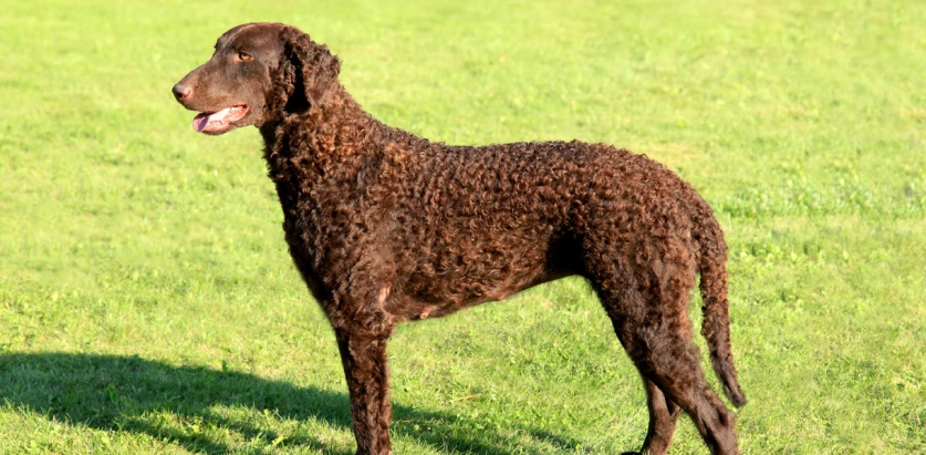Curly Coated Retriever side view