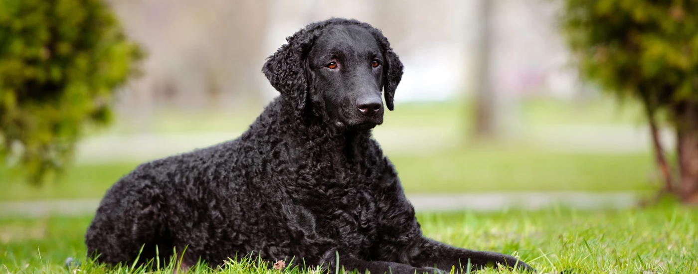 Curly Coated Retriever laying down on grass