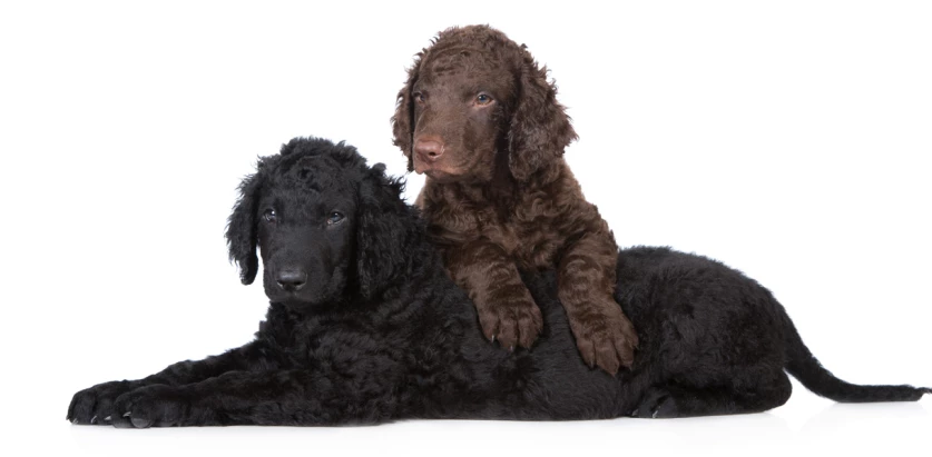 Curly Coated Retriever pups posing