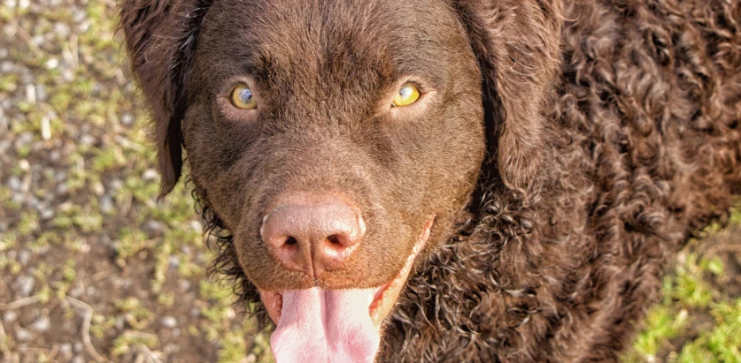 Curly Coated Retriever close up facing front