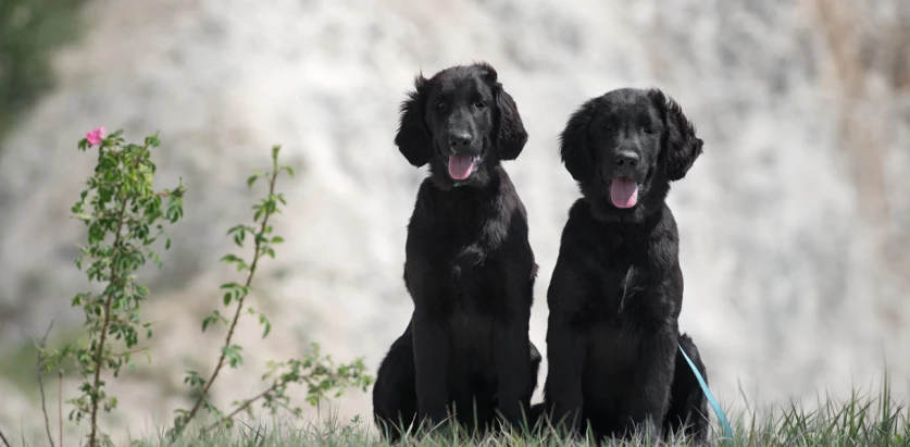 Curly Coated Retriever dogs sitting together