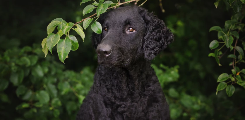 Curly Coated Retriever close up