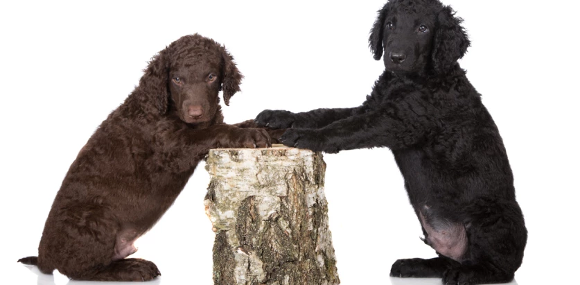 Curly Coated Retriever dogs paws on the log