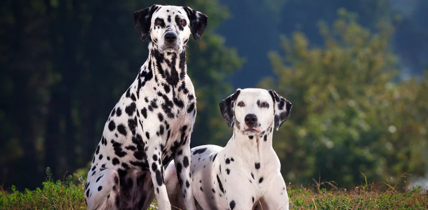 Dalmatian dogs outside