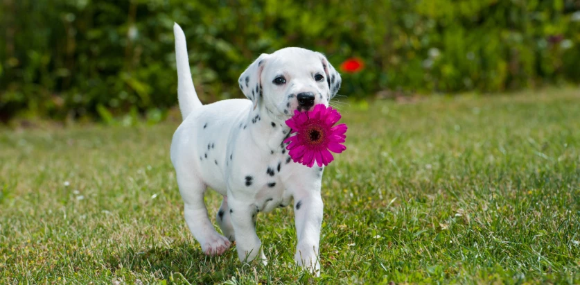 Dalmatian pup holding a flower