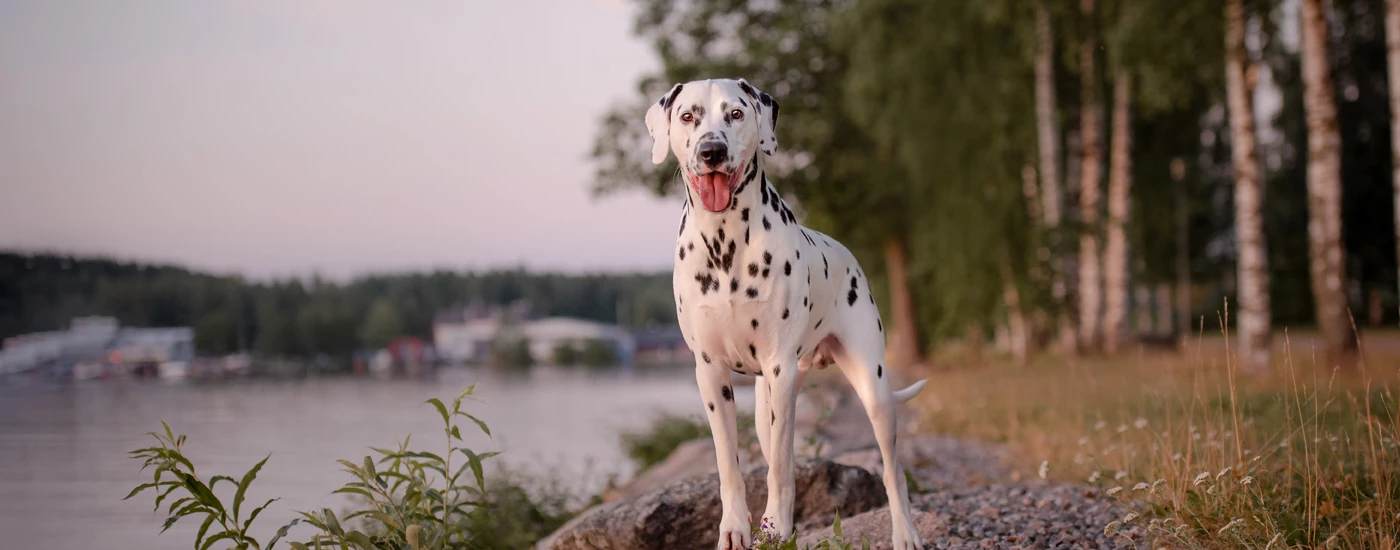 Dalmatian standing by the river