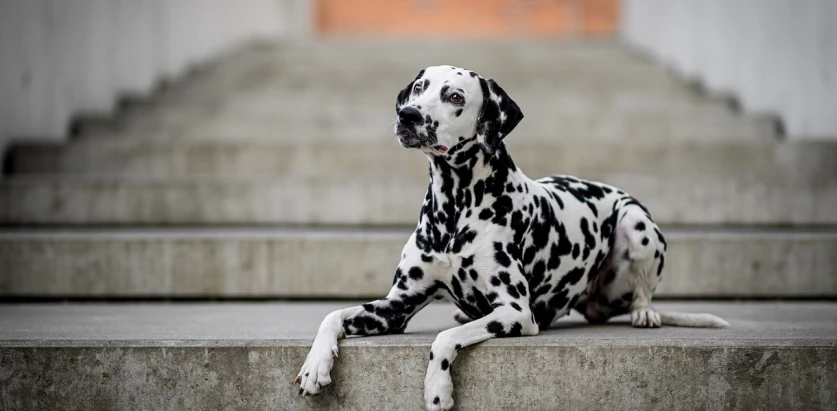 Dalmatian on the stairs