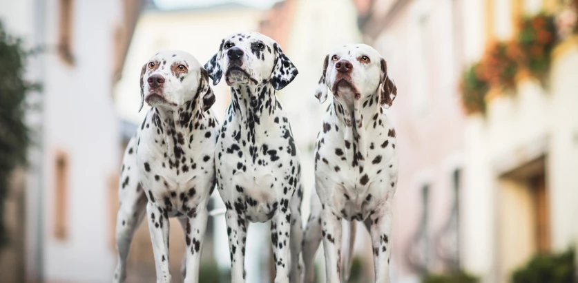 Dalmatian dogs standing together
