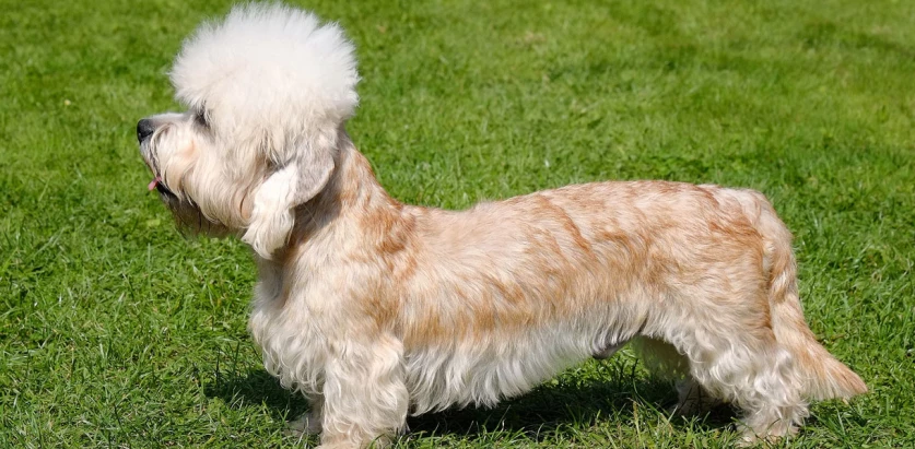 Dandie Dinmont Terrier tan and white