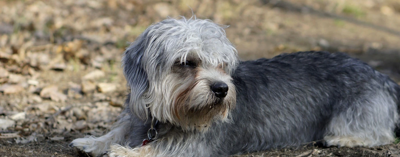 Dandie Dinmont Terrier laying down on the ground