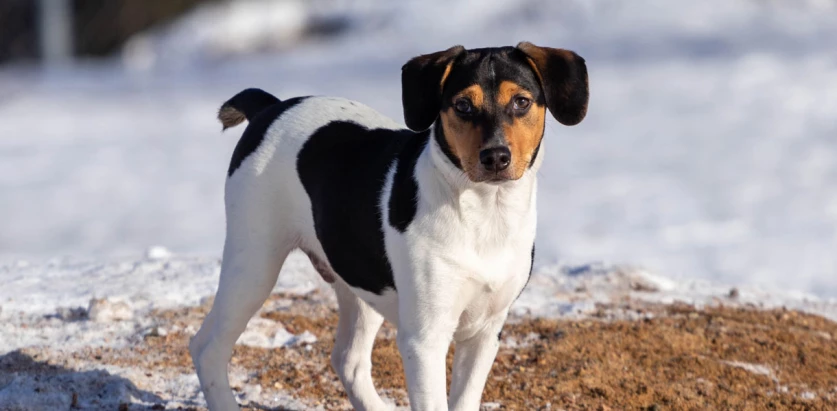 Danish-Swedish Farmdog standing in snow