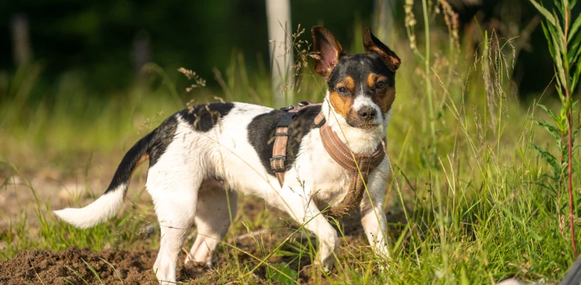 Danish-Swedish Farmdog standing in grass