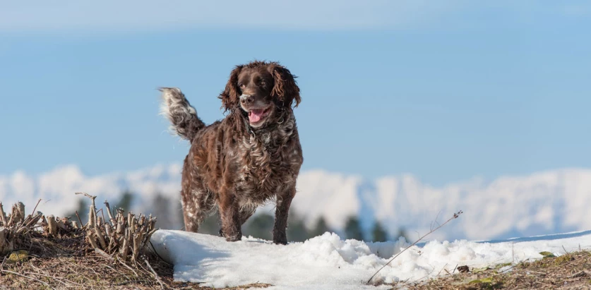 Deutscher Wachtelhund standing in snow