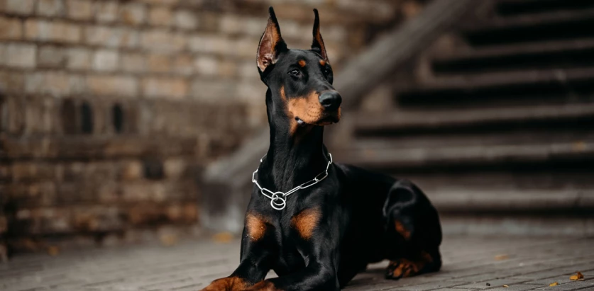 Doberman Pinscher by the stairs
