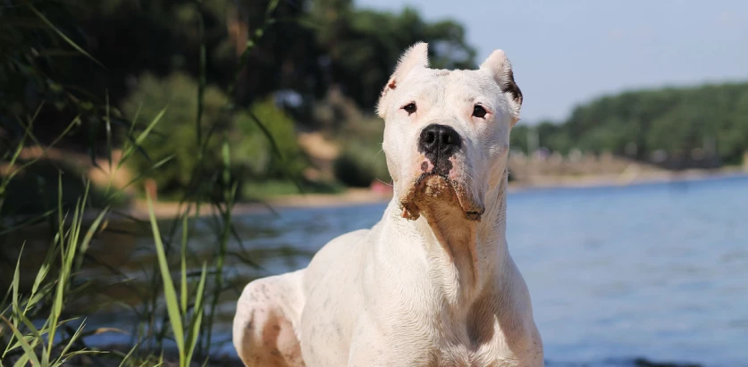 Dogo Argentino by the river