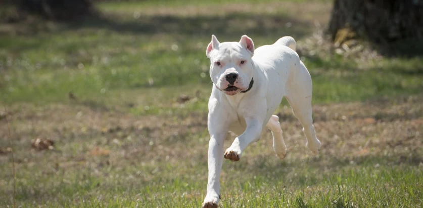 Dogo Argentino running