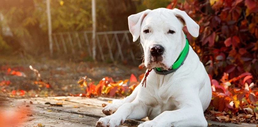 Dogo Argentino surrounded by leaves