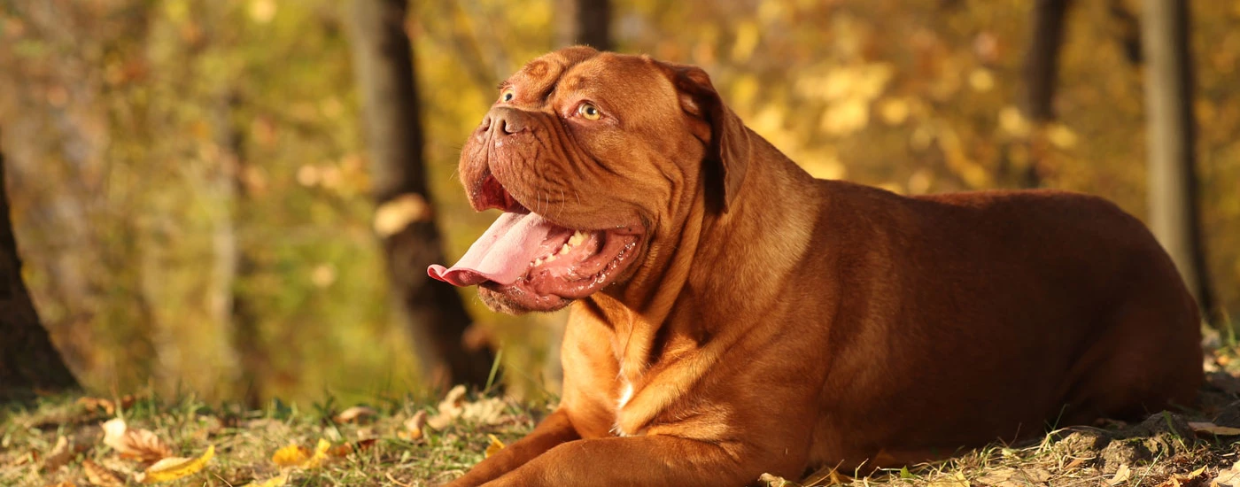 Dogue de Bordeaux laying down on its side